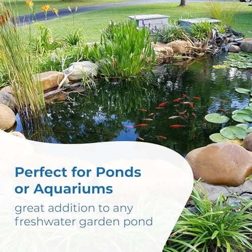 Toledo Goldfish Sarasa Comet Goldfish: Live Red and White Goldfish with a Variety of Patterns - Perfect for Stocking Ponds, Aquariums, or Tanks - 3-4 Inches, 10 Count — view 3