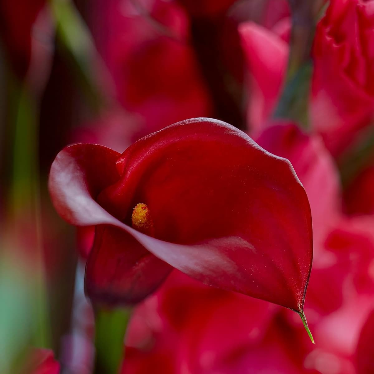 Zantedeschia Calla Lirio Pasión Roja - 5 Bulbos de Flores Exterior - Plantas Naturales Exterior de Holanda - Plantas de Exterior Resistentes - Decoracion Jardin - Sin Semillas, No Artificiales — view 3