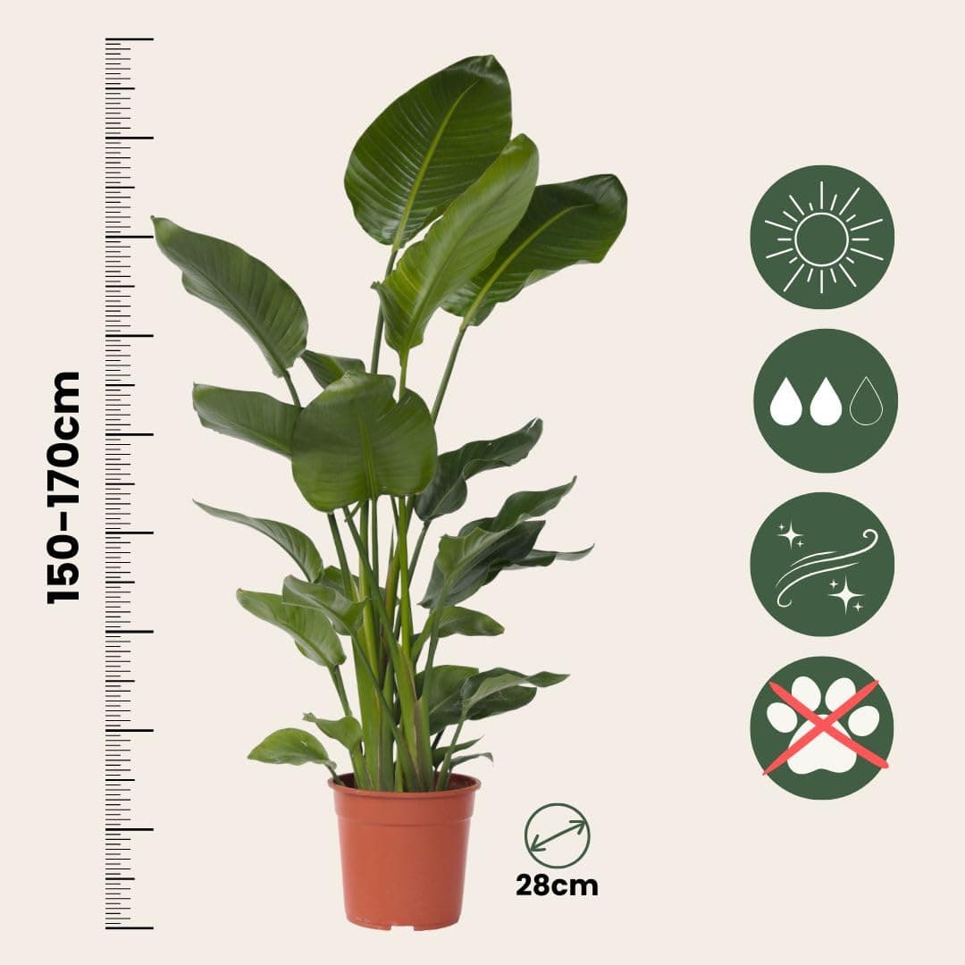 Plant in a Box - XXL Strelitzia Nicolai - Planta grande de interior - Planta de ave del paraíso - Maceta 28cm - Altura 150-170cm — view 5