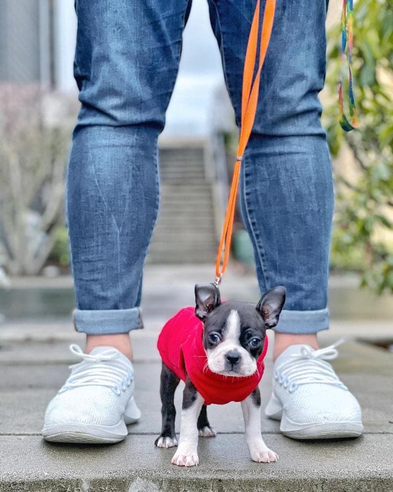 Gooby Stretch Fleece Pull Over Cold Weather Dog Vest, Large, Red — view 5
