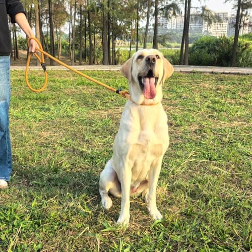 MORXIL Slip Leads for Dogs, Heavy Duty No Pull Dog Training Leash, 6FT Strong Nylon Rope Slip Leash for Large Medium Dogs, Durable Comfortable Pet Control Leashes (Yellow) — view 5