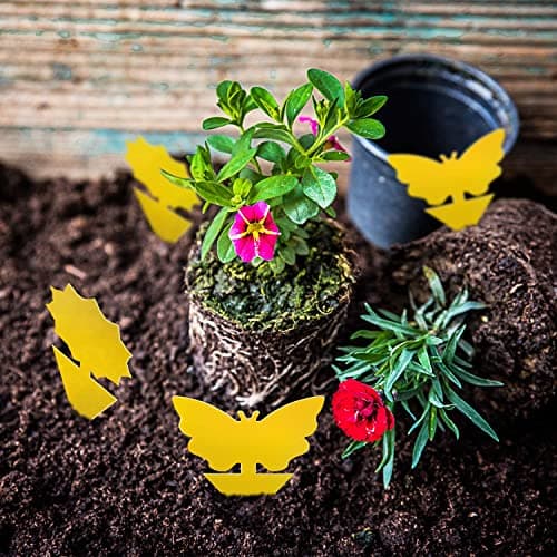 Fruit Fly Traps Fungus Gnat Traps Yellow Sticky Bug Traps 36 Pack No Harm and Odorless for Indoor Outdoor Use Protect The Plant — view 5