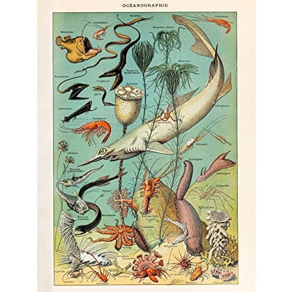 Artery8 Millot Encyclopedia Page Molluscs Shells Art Print Framed Poster Wall Decor 12x16 inch — view 82