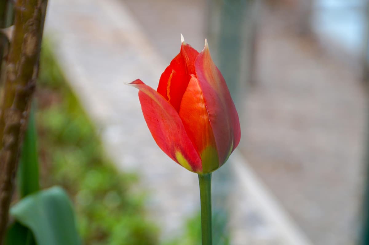 Lincolnshire Pond Plants Ltd - Tulipa Couleur Cardinal Plant Bulb x10 — view 2