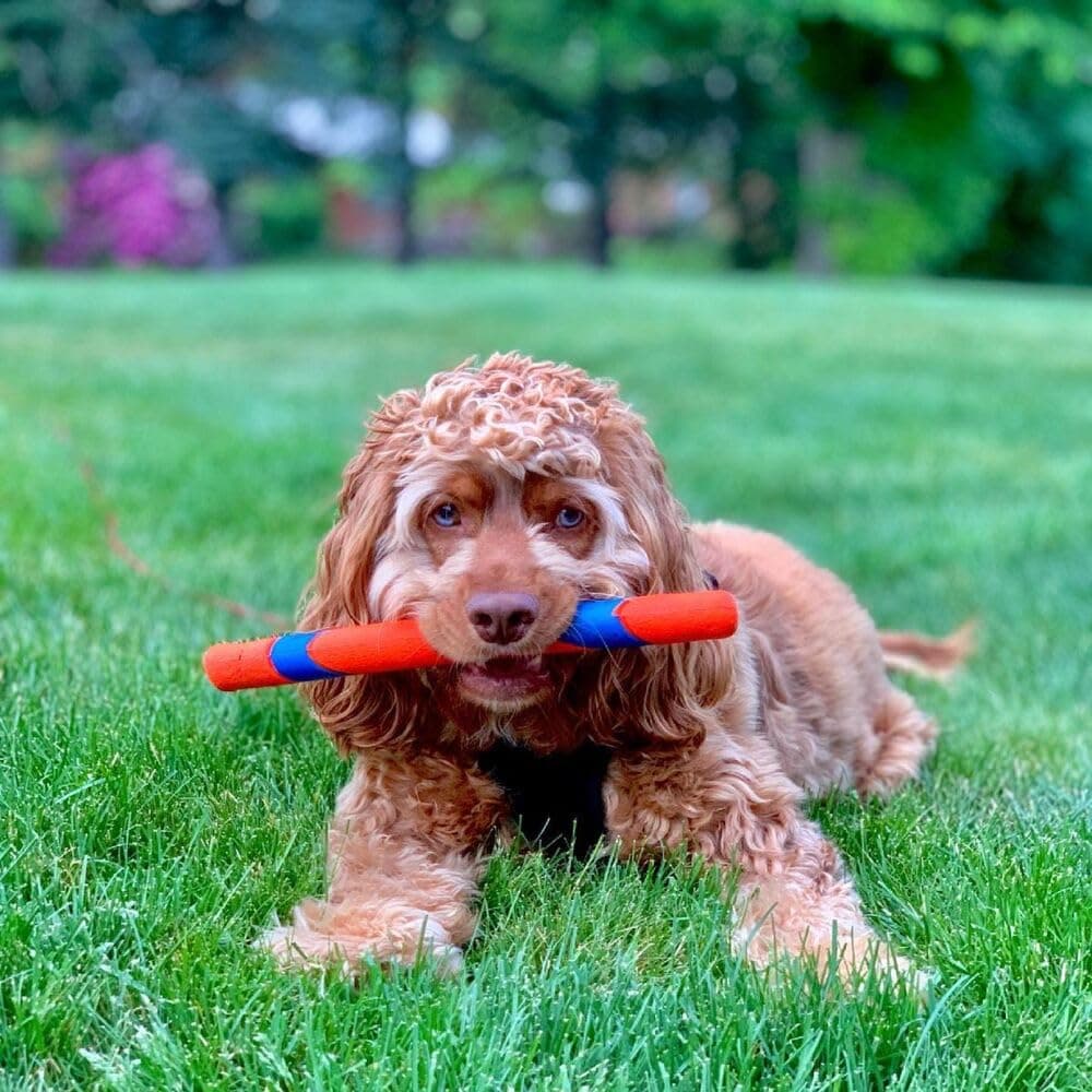 Chuckit Juguetes Para Morder Para Perros Ultra Fetch Stick — view 2