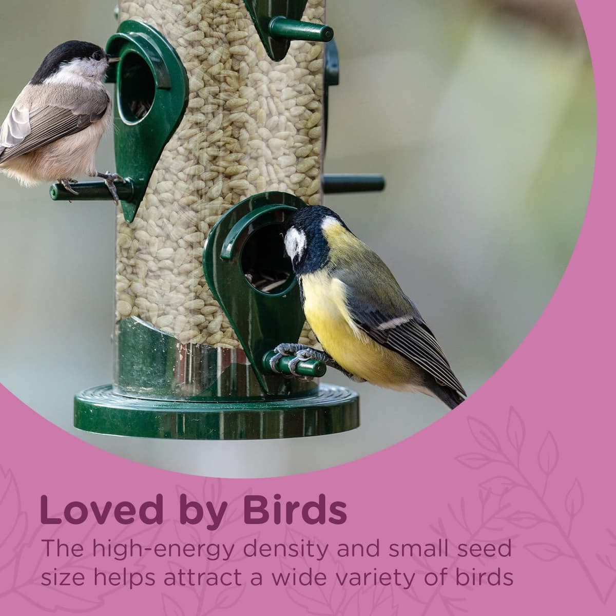 Extra Select Sunflower Hearts Bird Food - Husk-Free, Oil Rich, High Energy Wild Bird Seed for Year Round Feeding - 3 Litre Bucket — view 4