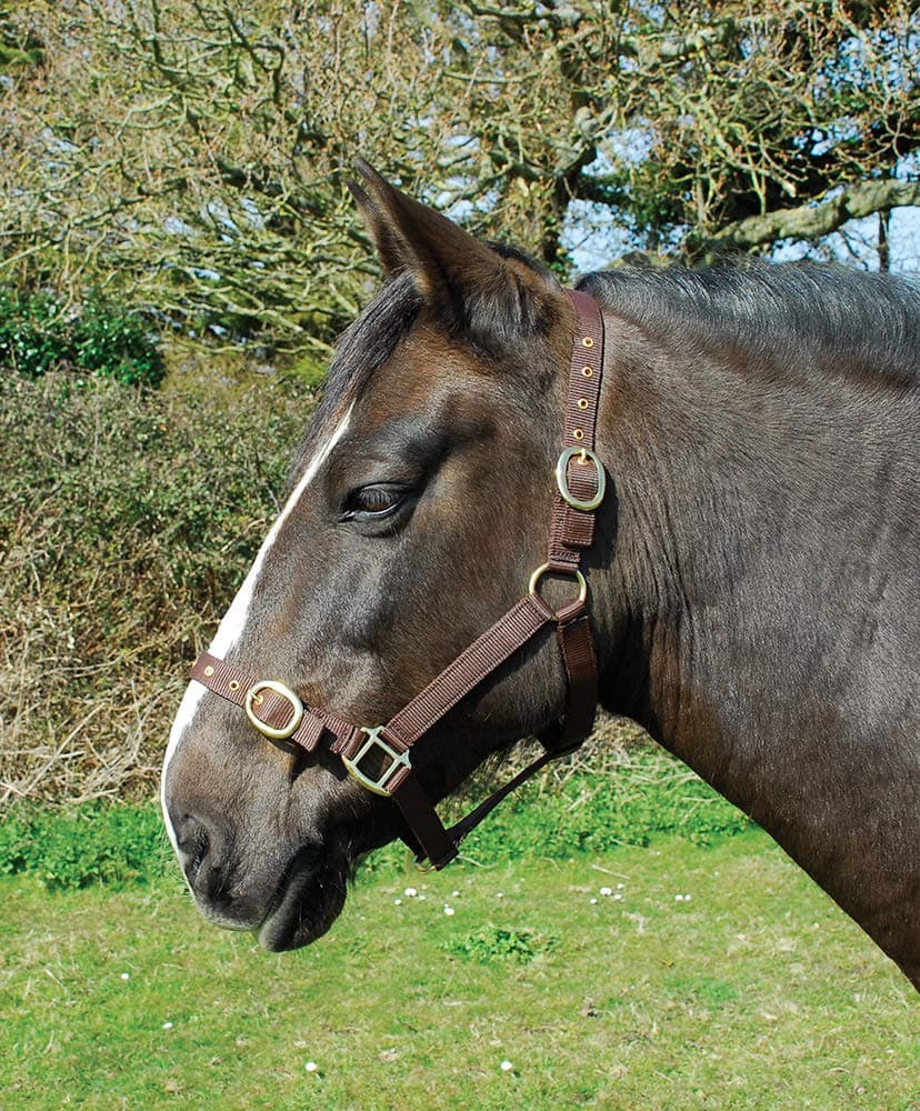 Rhinegold Nylon Headcollar - Pony - Purple — view 3