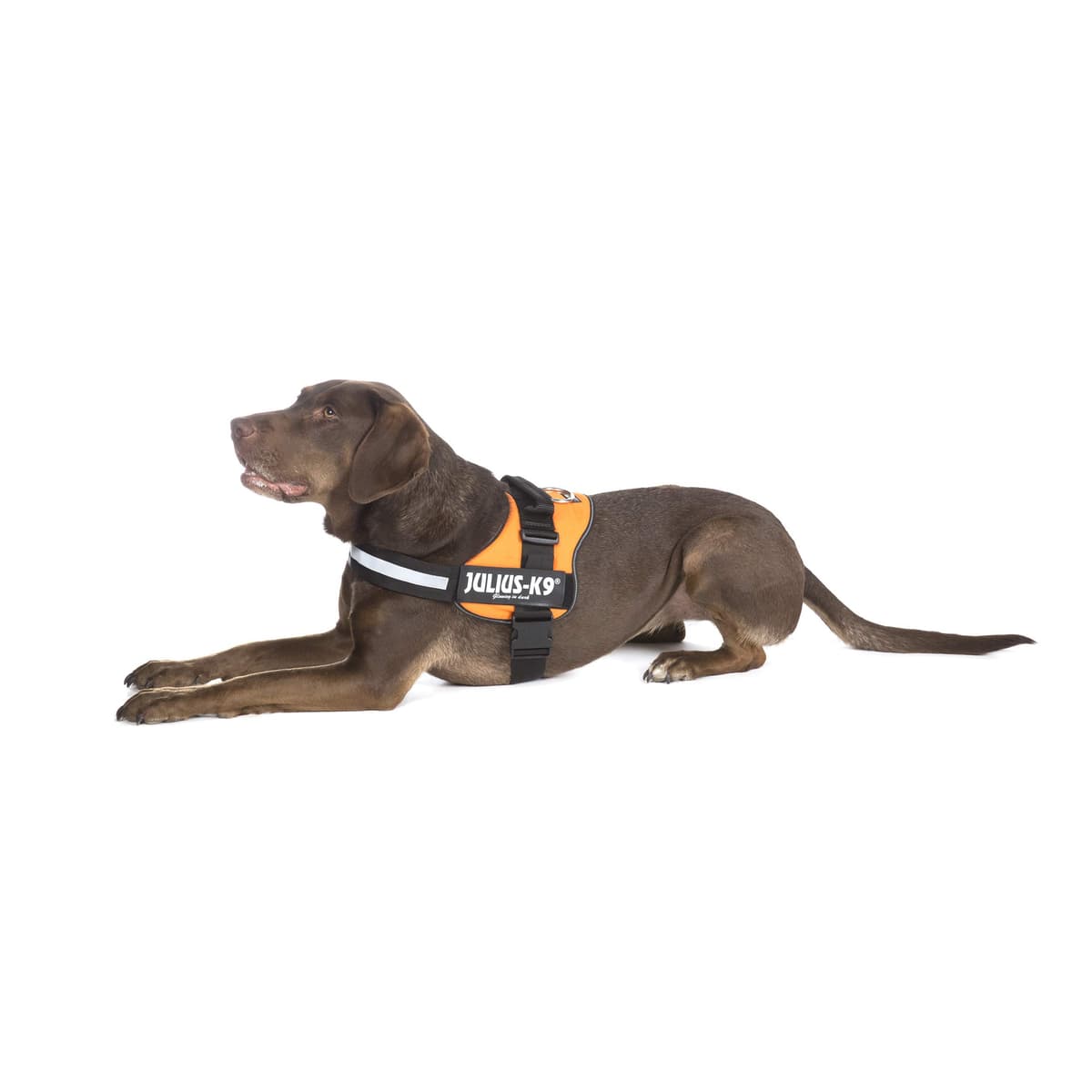 JULIUS-K9Powerharness, Size: S/Mini, Black — view 141