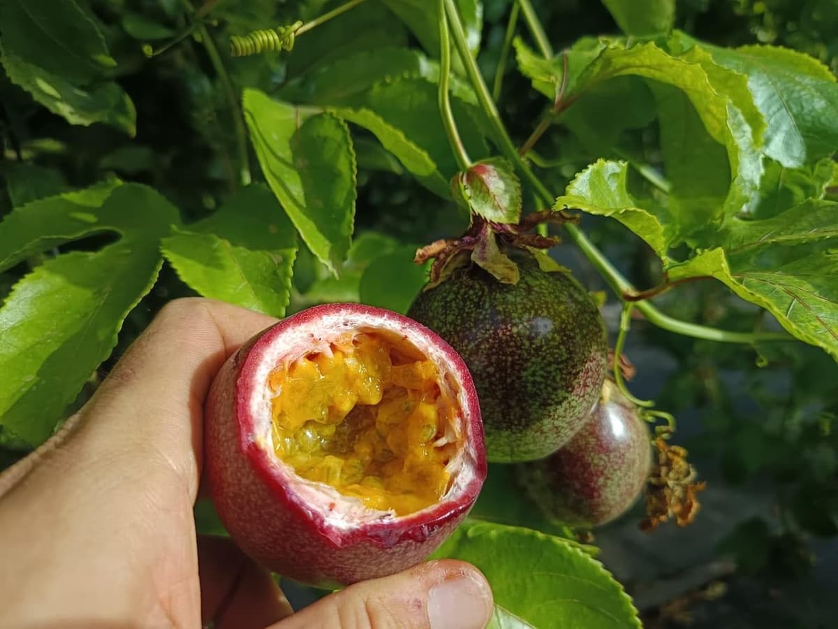 Vitalem – Maracuyá Fresca 1kg (8-12 piezas) | Fruta de la Pasión | Fruta Tropical 100% Natural y Sostenible | Cultivo Local Málaga | Passion Fruit Ideal para Smothies, Batidos y Yogurt — view 3