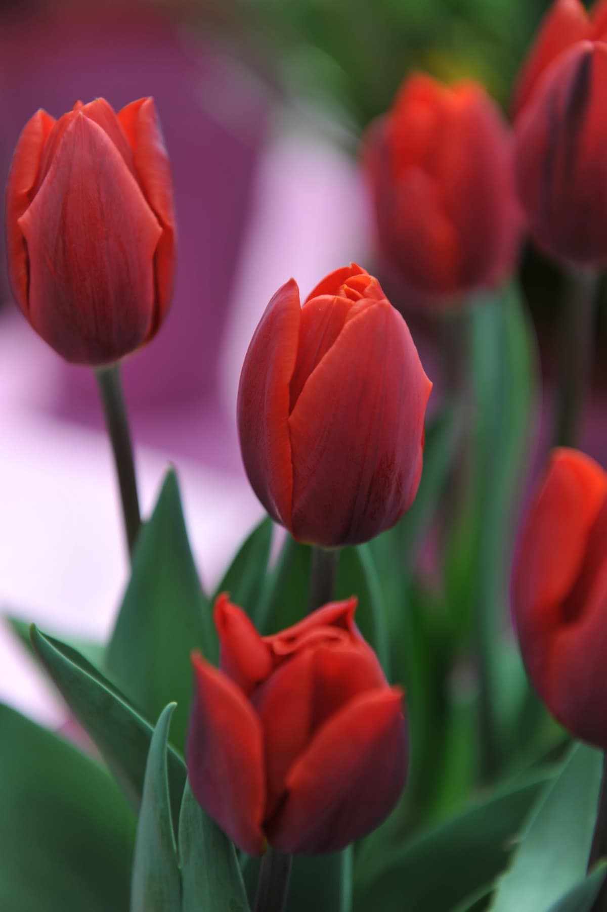 Lincolnshire Pond Plants Ltd - Tulipa Couleur Cardinal Plant Bulb x10 — view 3