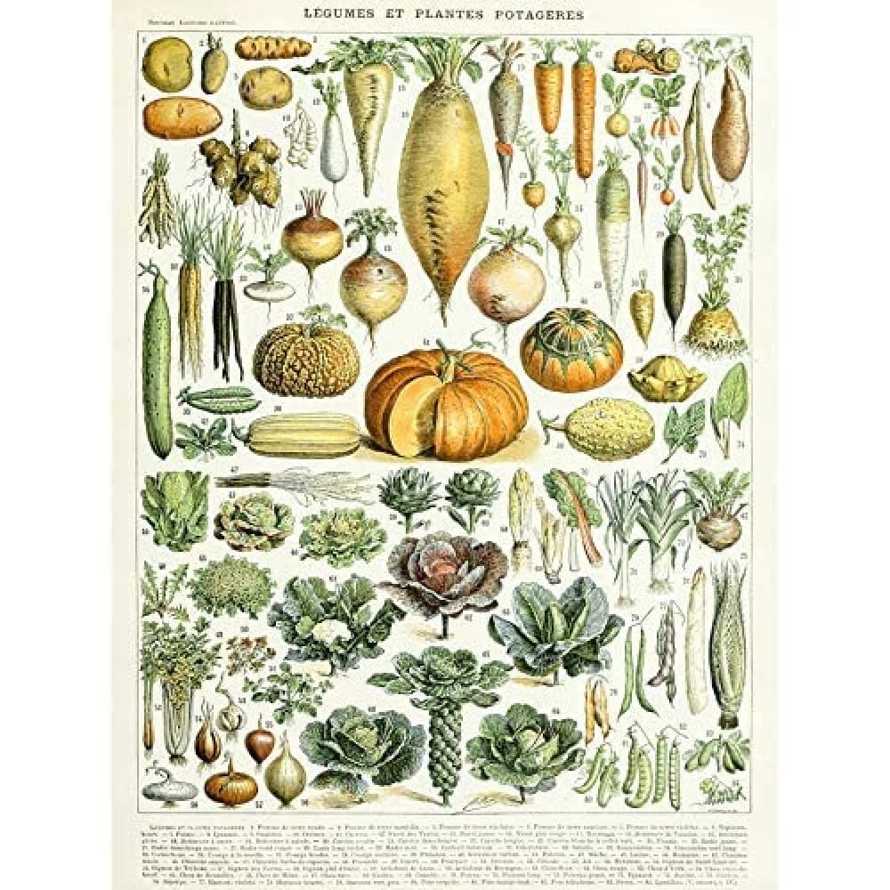 Artery8 Millot Encyclopedia Page Molluscs Shells Art Print Framed Poster Wall Decor 12x16 inch — view 28