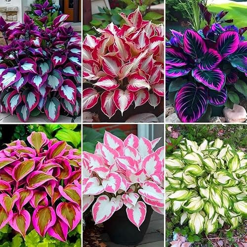185+ Mix Color Hosta Seeds for Planting - Shade Tolerant Perennials Flowers — view 2