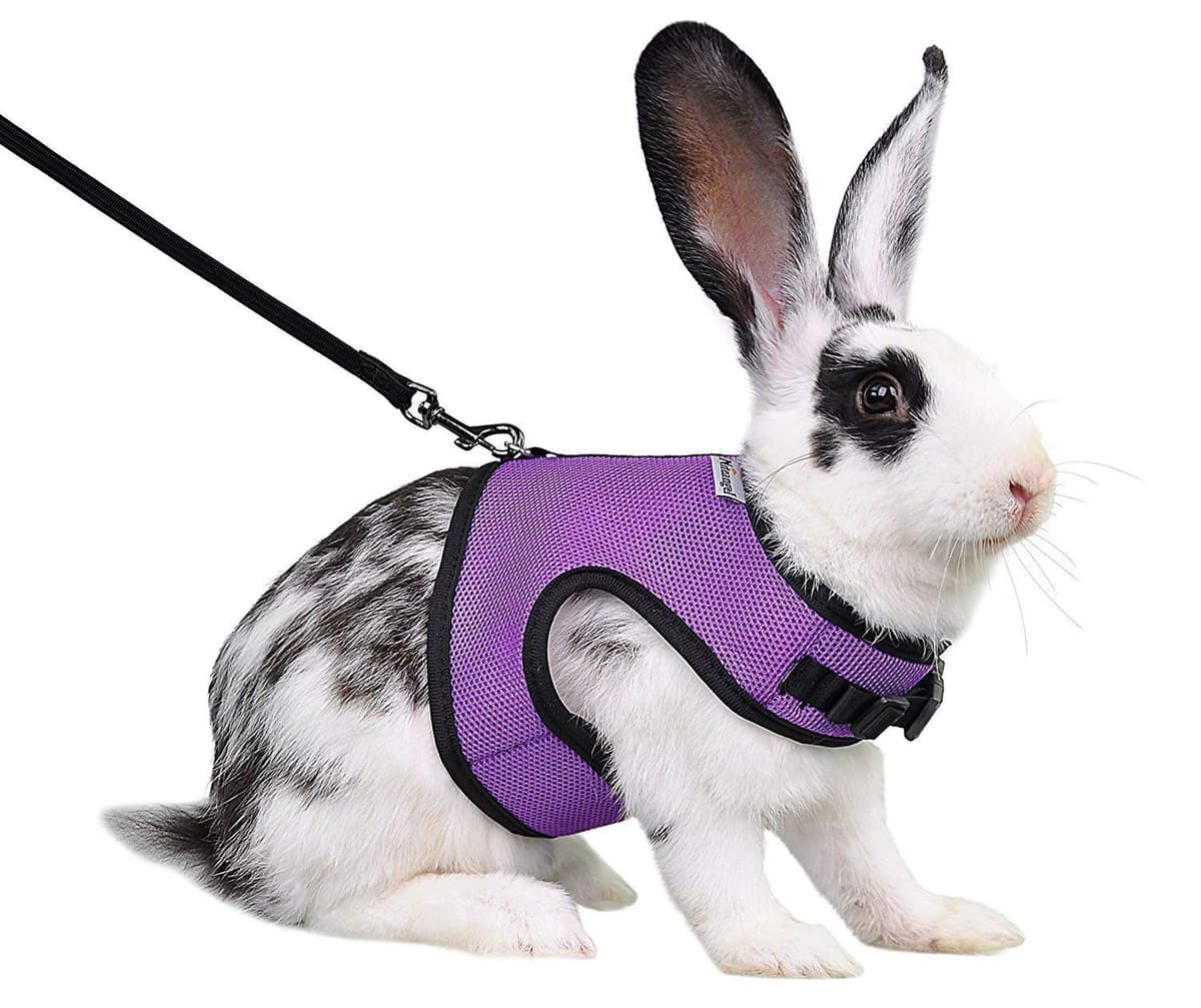 Niteangel Adjustable Soft Harness with Elastic Leash for Rabbits (XL, Purple) — view 8