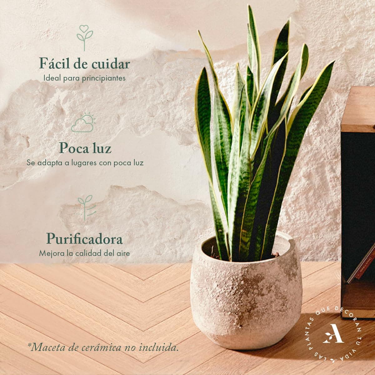 Sansevieria Trifasciata o Laurentii - Lengua de Suegra | Planta suculenta natural ideal para interior con altura 20-25 cm en maceta de 10ø | April Plants — view 2