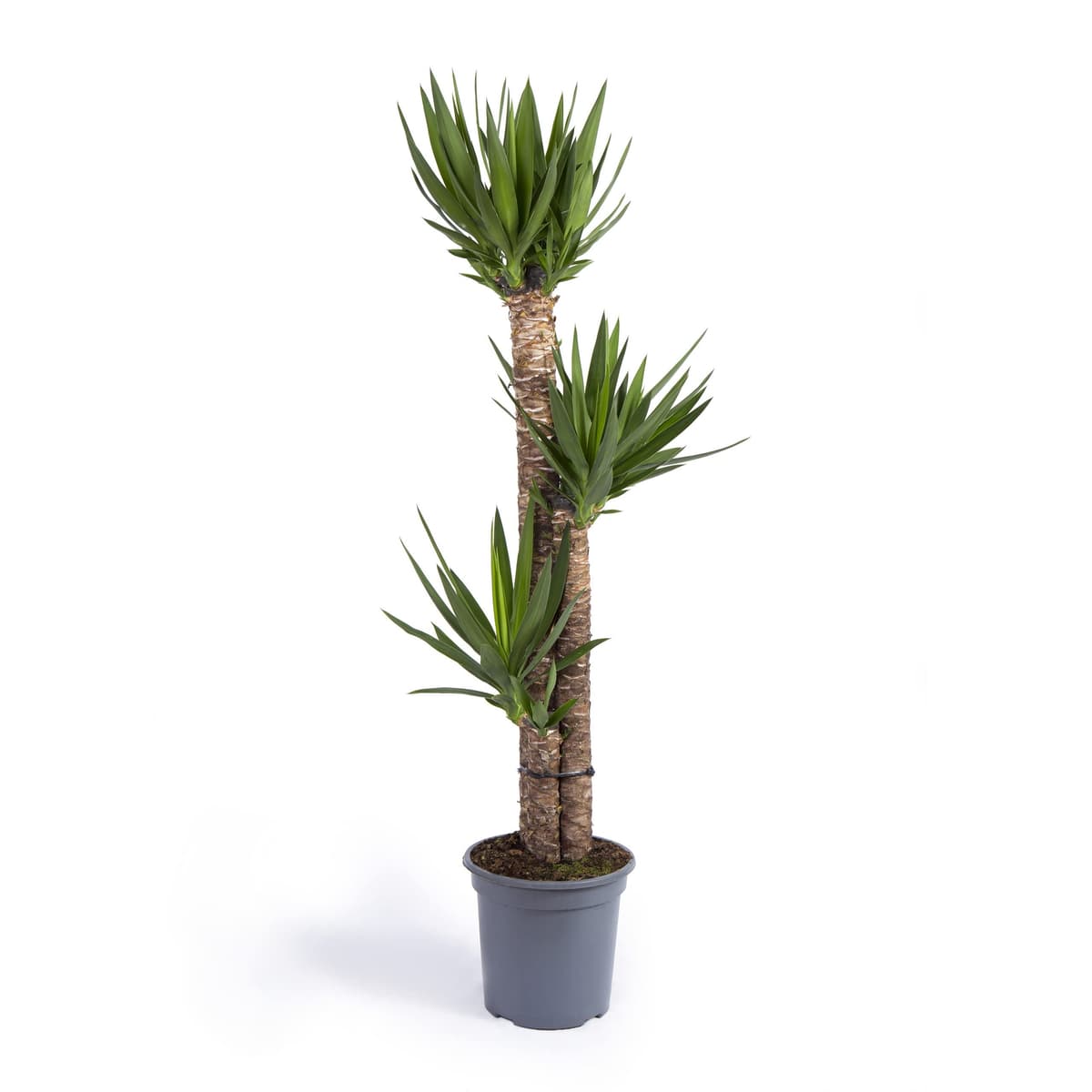 Cool Green - Planta natural interior - Yuca Mediana | Decoracion hogar — view 5