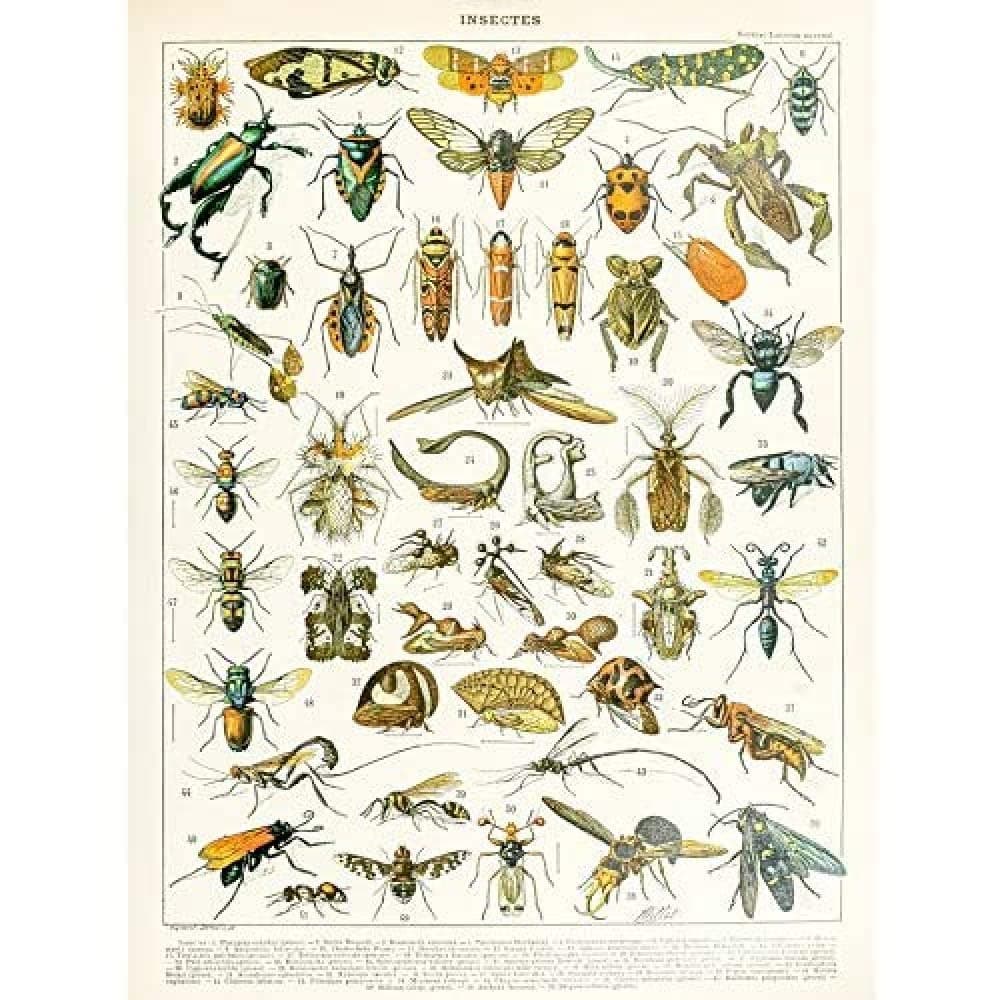 Artery8 Millot Encyclopedia Page Molluscs Shells Art Print Framed Poster Wall Decor 12x16 inch — view 161