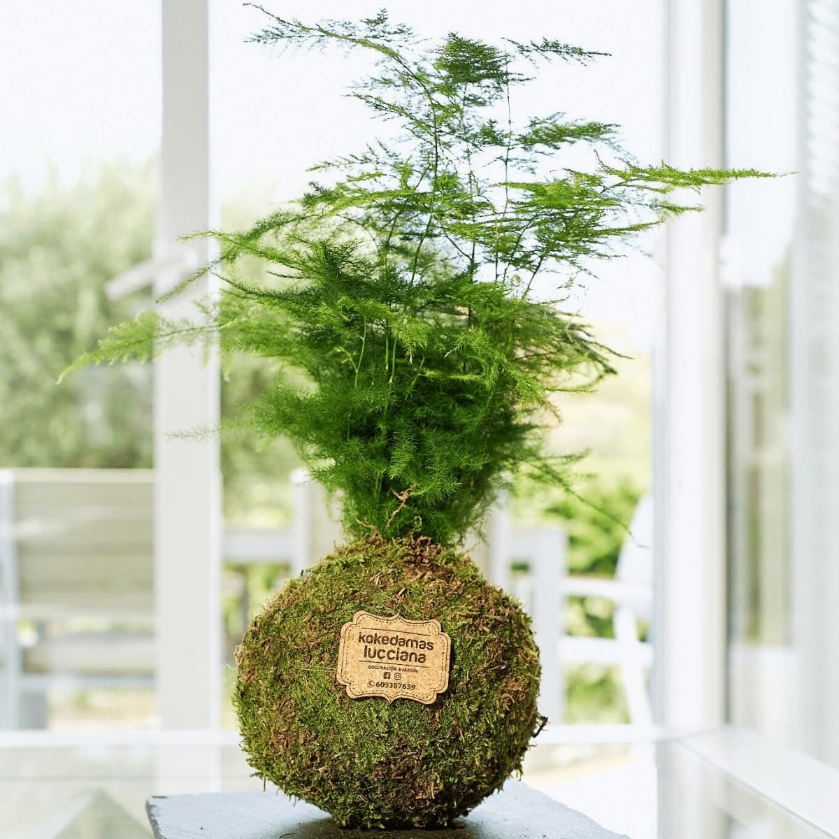Kokedama Esparraguera Plumosa Natural - Kokedama Interior | Bola de Musgo Vivo | Planta Natural | Planta Interior | Decoración Hogar | Fácil Cuidado y Mantenimiento — view 2