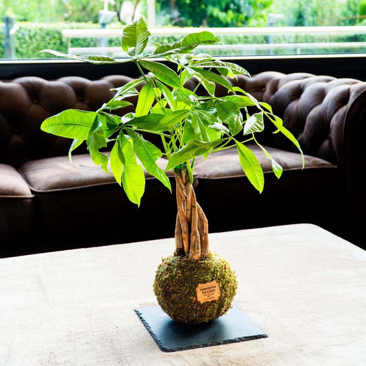 Kokedama Pachira Trenzada Natural - Kokedama Interior | Bola de Musgo Vivo | Planta Natural | Planta Interior | Decoración Hogar | Fácil Cuidado y Mantenimiento — view 3
