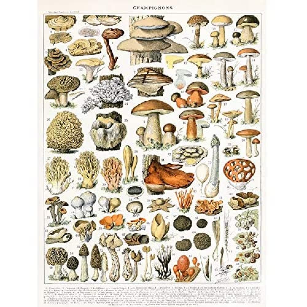 Artery8 Millot Encyclopedia Page Molluscs Shells Art Print Framed Poster Wall Decor 12x16 inch — view 171