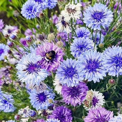 3200+ Mix Cornflower Seeds for Planting - Non-GMO Bachelor Button Flower Seeds — view 5