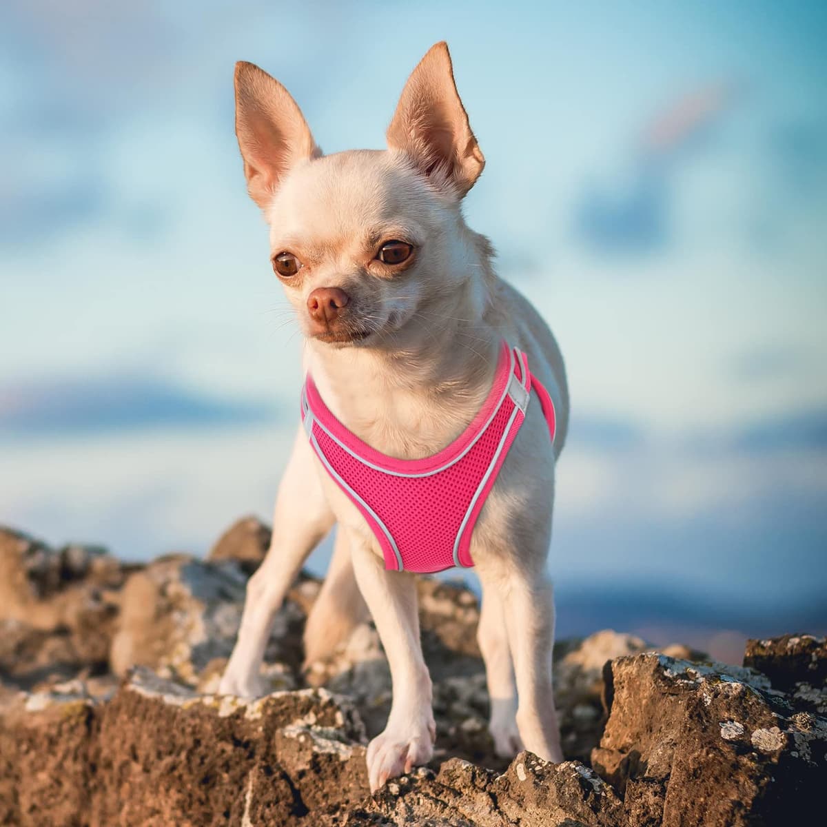 HEELE Arnes Perro Pequeño con Lineas Reflecantes Arnés Perro Antitirones Ajustable Suave Acolchado Cómodo para Viajar Pasear con Mascota, Flores Nanranja, S — view 71