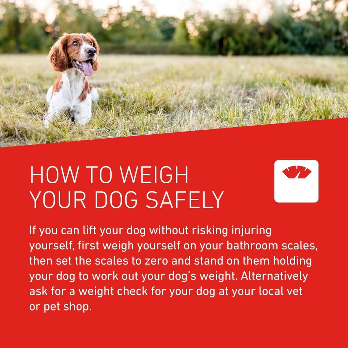 FRONTLINE WORMER - Worming Tablets for Dogs - 2 Tablets — view 5