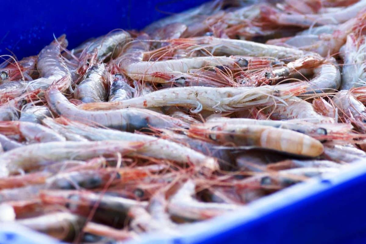 Gamba Blanca de Huelva - Pescadería Premium - 1 kg -Pescado y Marisco Fresco de Lonja (1 kg, Gamba Blanca) — view 3