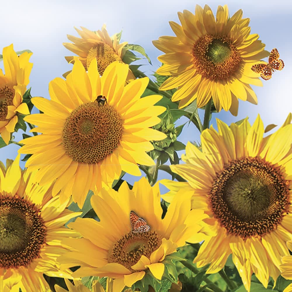 DAISY 3-Ply Flowery Tissue Paper Napkins Serviettes for Decoupage Lunch 33cm x 33cm - Pack of 20 (Sunflowers in The Sky)