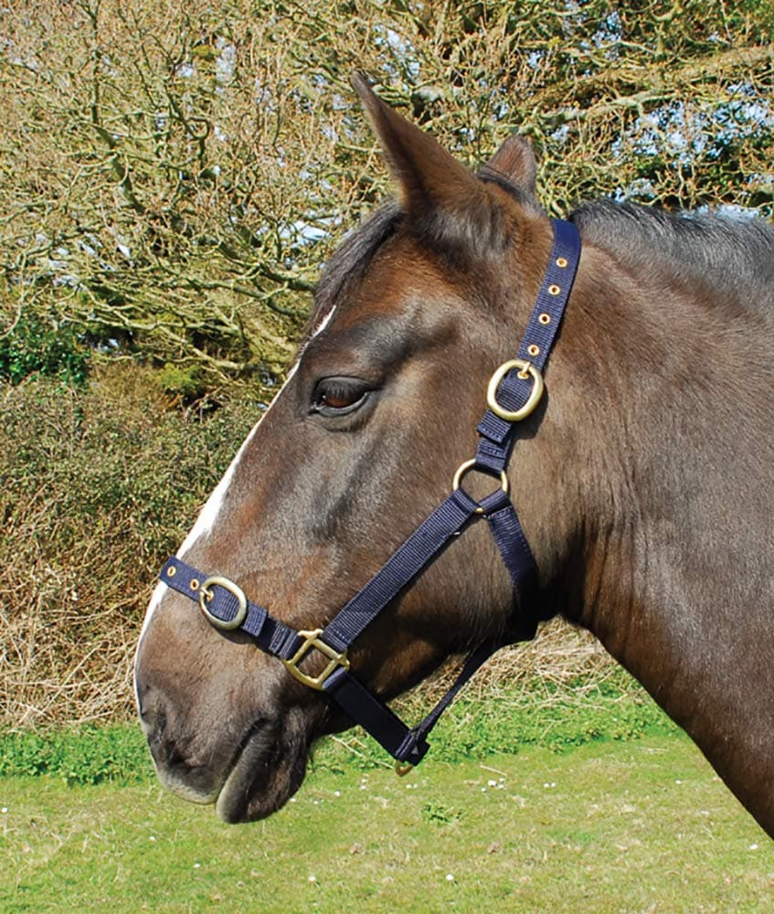 Rhinegold Nylon Headcollar - Pony - Purple — view 2