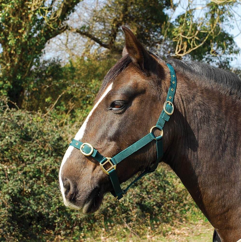 Rhinegold Nylon Headcollar - Pony - Purple — view 4