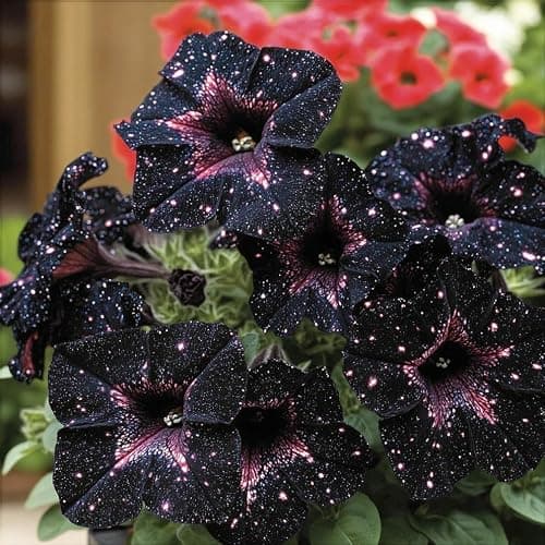 Night Sky Petunia Seeds - Multi-Color Galaxy Mix, 500+ Dwarf Wave Variety | Rare Non-GMO Heirloom Flower Seeds for Home Garden | Attracts Butterflies & Bees