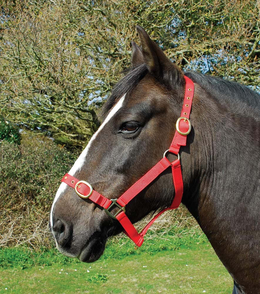 Rhinegold Nylon Headcollar - Pony - Purple — view 5