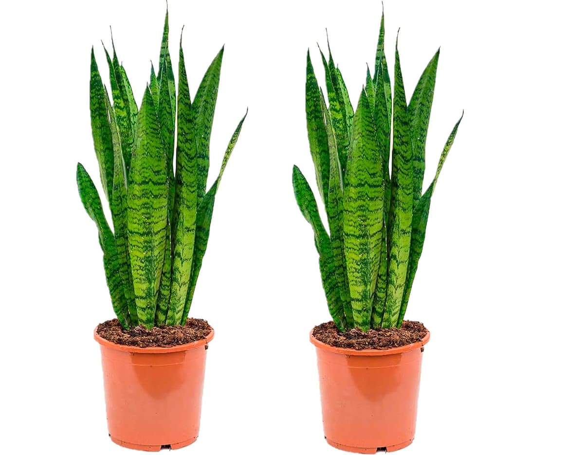 Sanseviera LAURENTI - Lengua de suegra Y Lengua de tigre - Planta natural para casa u oficina - Planta de interior de decoración (Lengua de Suegra) SP20 — view 2