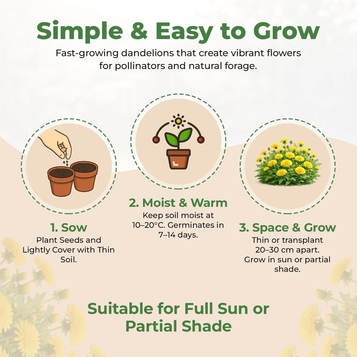Dandelion Seeds for Planting & Pet Forage – Tortoise, Rabbit & Guinea Pig Food – Easy Grow Edible Herb Garden Seeds – Taraxacum Officinale (20g) — view 4
