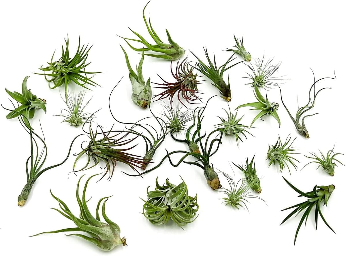 Garden Center Shop | Pack Tillandsias Naturales | Plantas Aéreas Sin Tierra | Set Variado Decorativo | Fácil Cuidado | Ideal Interior y Regalo (5) — view 2