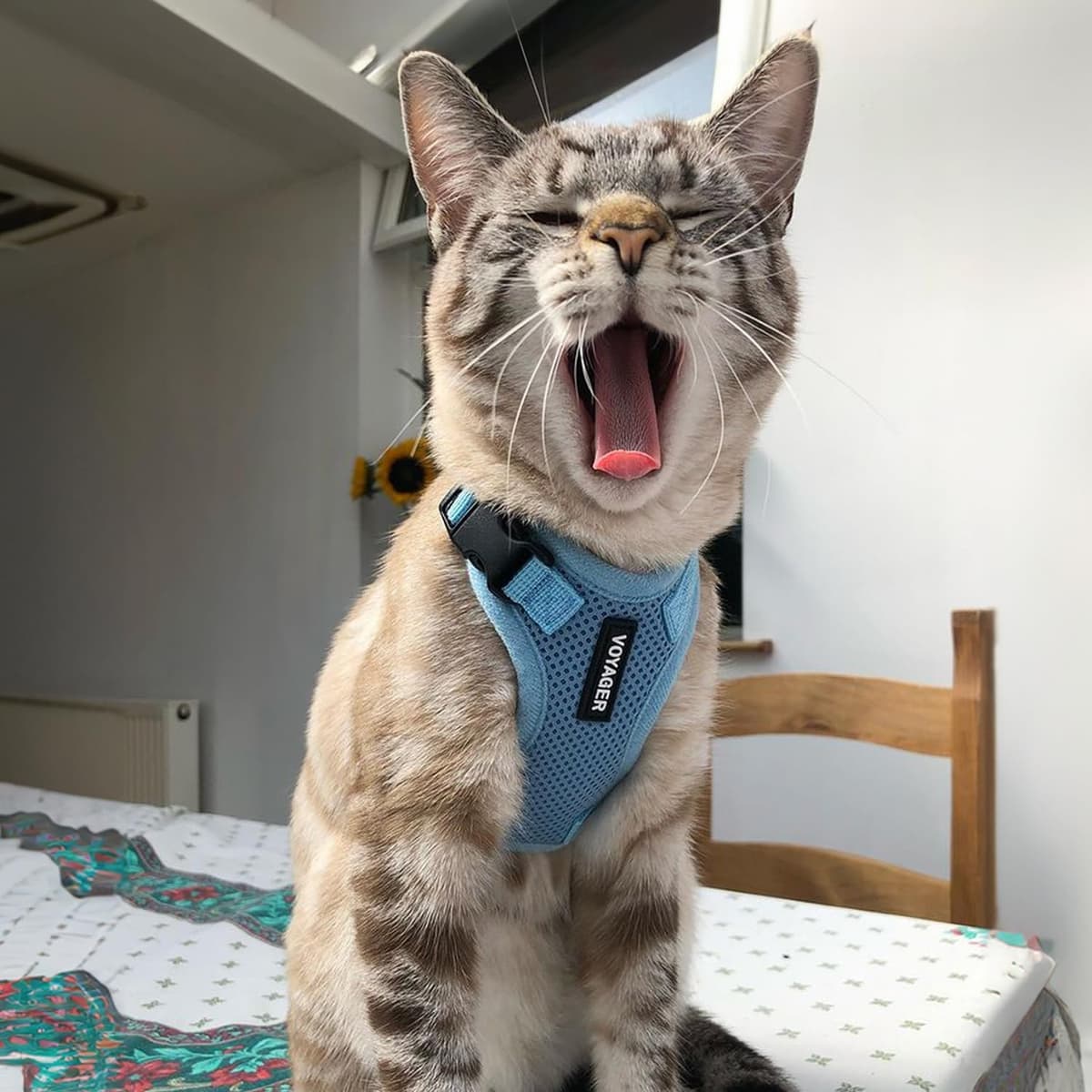 Voyager Step-in Lock Cat Harness and Reflective Cat Leash with Neoprene Handle by Best Pet Supplies - Supports Small, Medium and Large Breed Cats, Baby Blue, size XS - 5ft — view 7