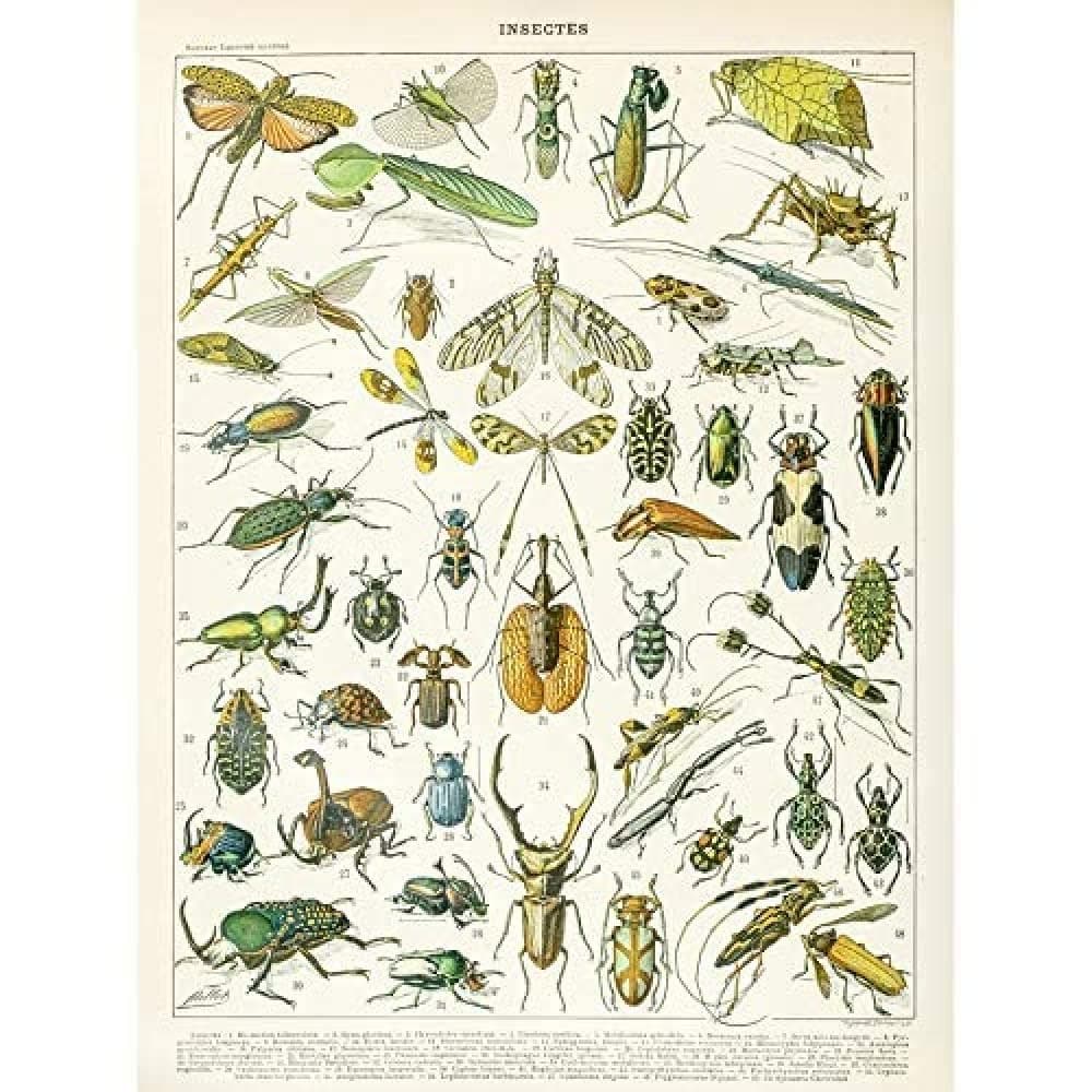 Artery8 Millot Encyclopedia Page Molluscs Shells Art Print Framed Poster Wall Decor 12x16 inch — view 148