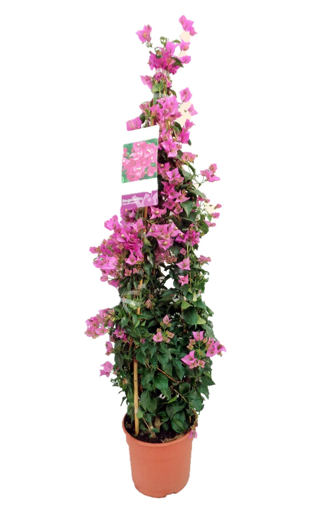 Buganvilla en Tutor Planta Natural - Bougainvillea planta viva - Planta Natural Decorativa trepadora (En tutor Roja) — view 2