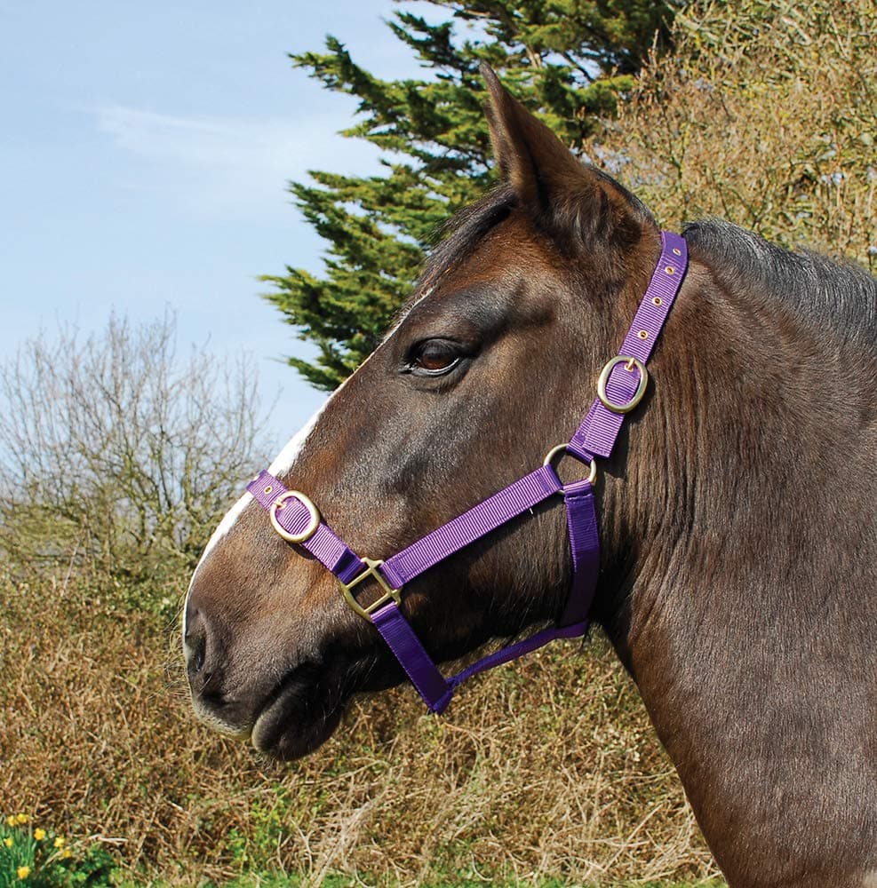 Rhinegold Nylon Headcollar - Pony - Purple