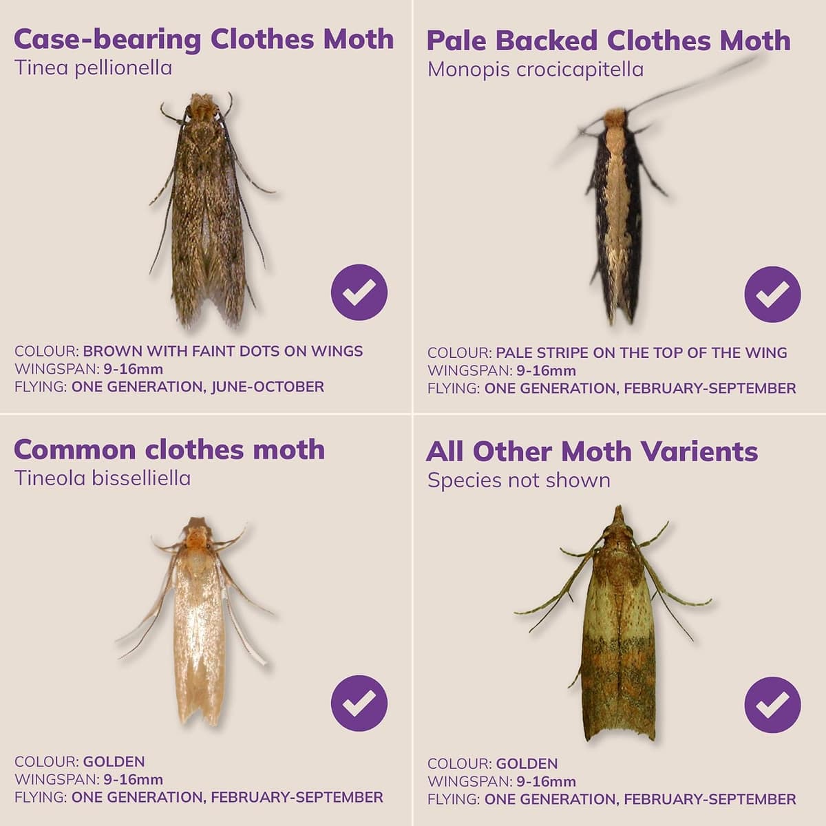 Entopest Monitoring Moth Traps | 10 Refill Pads & 5 Reusable Hangers | Clothes Moth Detection | Sticky Monitoring Pads for Wa — view 6