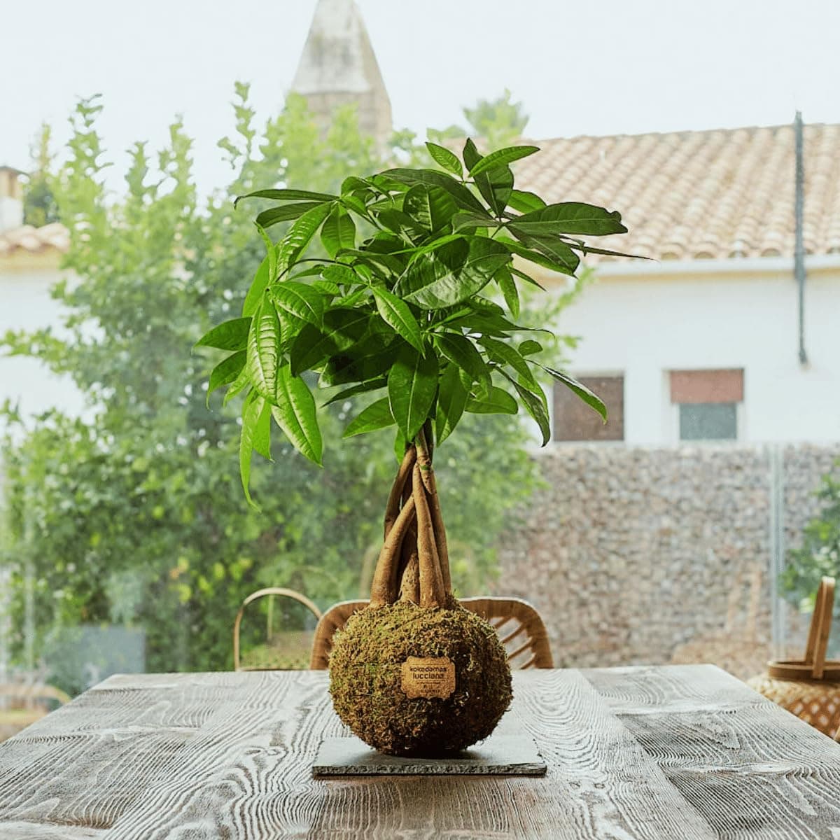 Kokedama Pachira Trenzada Natural - Kokedama Interior | Bola de Musgo Vivo | Planta Natural | Planta Interior | Decoración Hogar | Fácil Cuidado y Mantenimiento — view 2