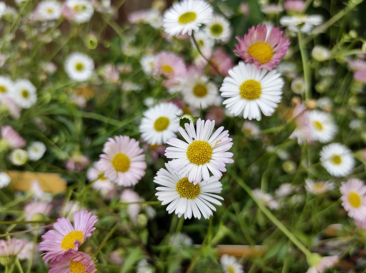 Erigeron ‘Stallone’ Seeds – Compact Daisy Fleabane | Long-Flowering, Bee-Friendly Perennial | Ideal for Borders, Rock Gardens & Containers (50 Seeds) — view 4