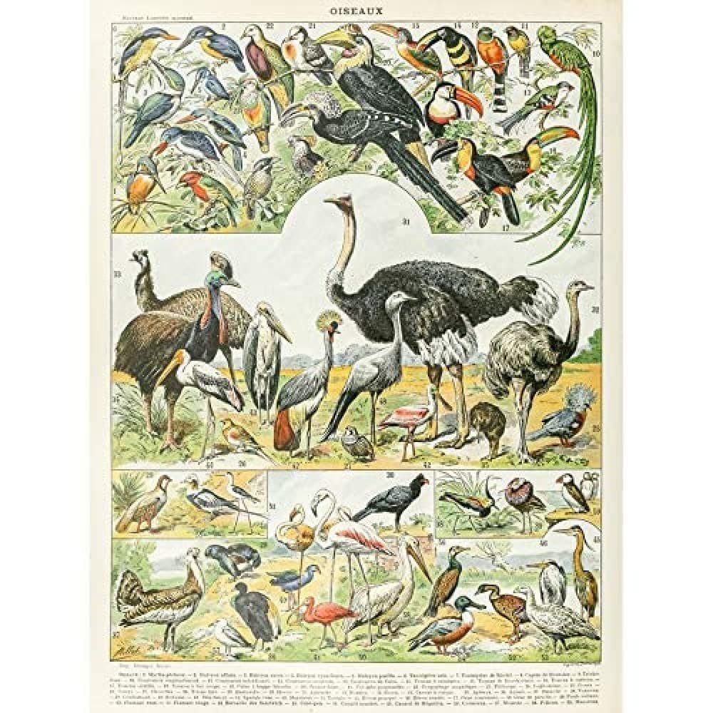 Artery8 Millot Encyclopedia Page Molluscs Shells Art Print Framed Poster Wall Decor 12x16 inch — view 102