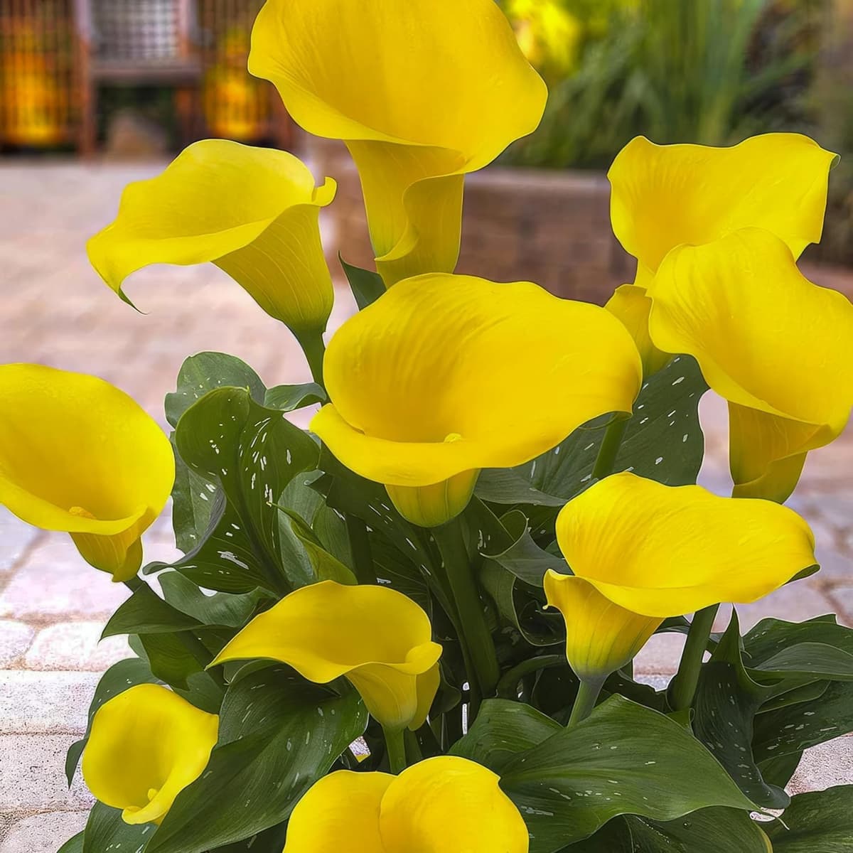 Pasión amarilla Zantedeschia Calla Lilly Bulbos, 5 piezas reales y grandes que producen más de 5 flores, planta de jardín ideal, bulbos de flores de Holanda (no son semillas y no son artificiales) — view 2