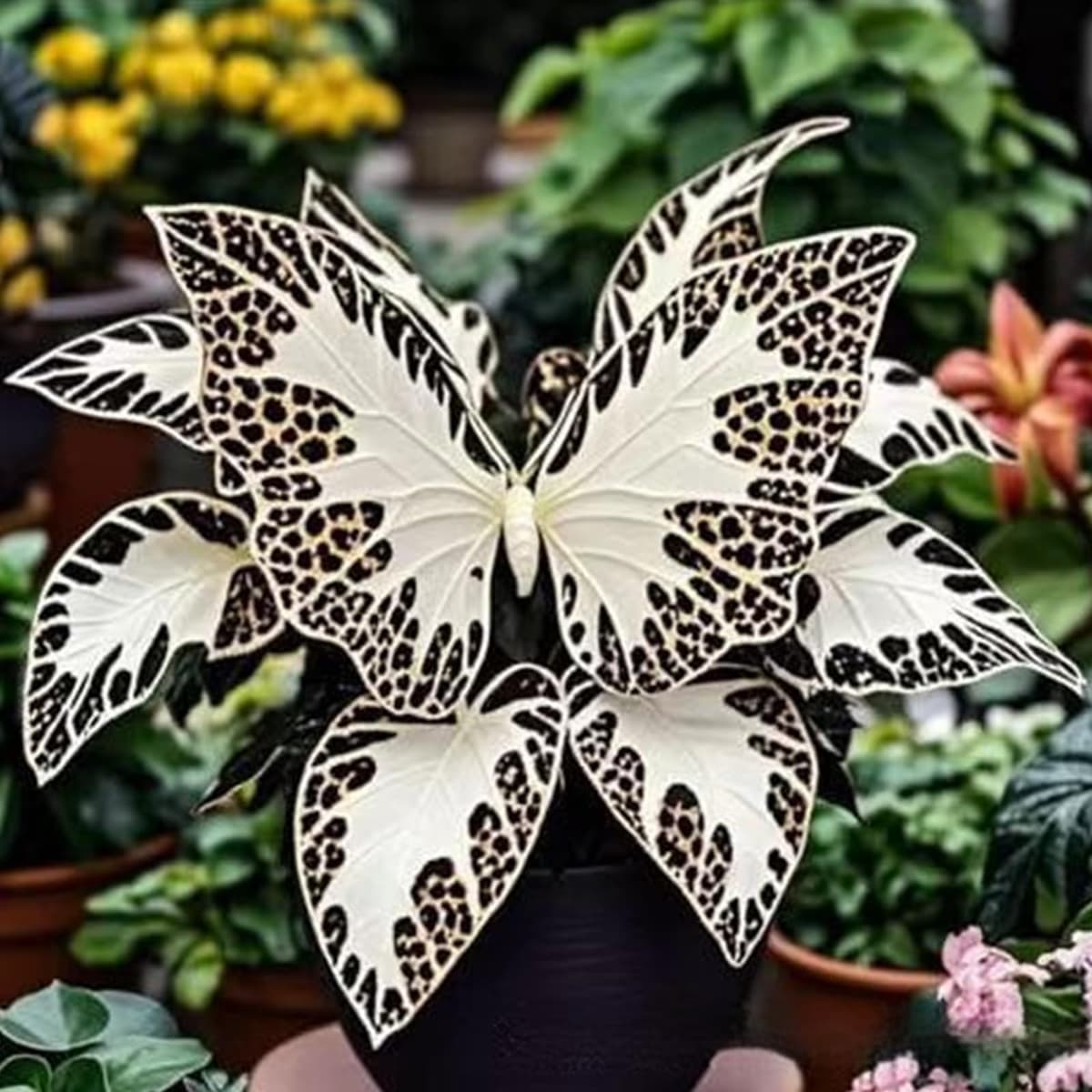 1200PCS Plantación de interior y exterior Hosta rara Siembra Oreja de Elefante Resistente/Oreja de Elefante Rara/Perenne Resistente/Hojas Grandes (A)