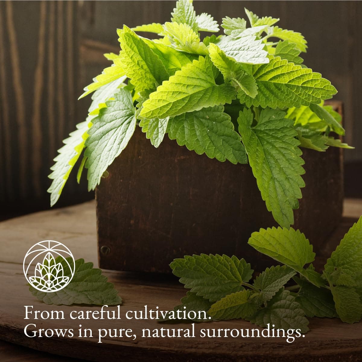 Lemon Balm Tea Monte Nativo (300g) - Gently Dried Lemon Balm Leaves - Aromatic and 100% Pure and Natural Loose Leaf Herbal Tea Without Additives - As a healthy, refreshing infusion — view 4