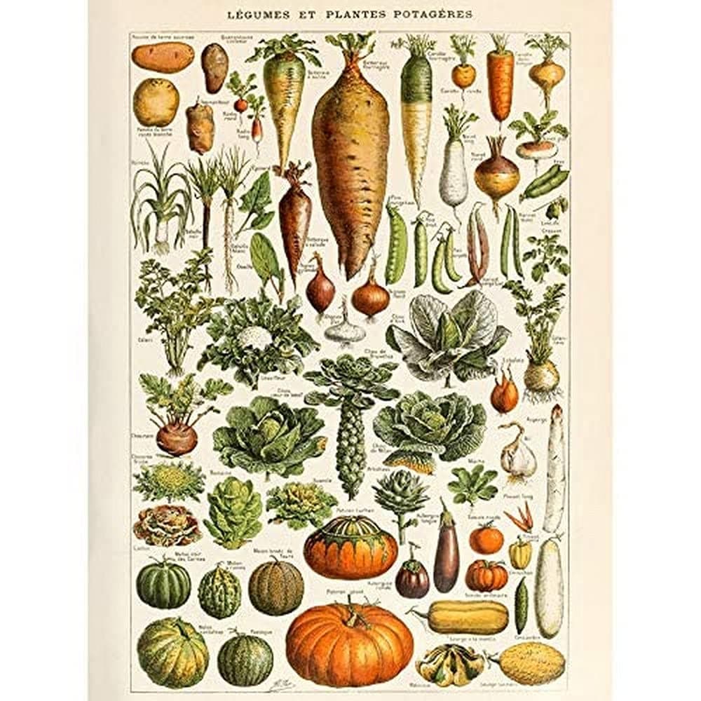 Artery8 Millot Encyclopedia Page Molluscs Shells Art Print Framed Poster Wall Decor 12x16 inch — view 111