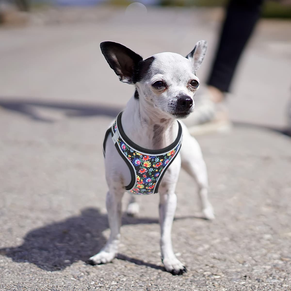 HEELE Arnes Perro Pequeño con Lineas Reflecantes Arnés Perro Antitirones Ajustable Suave Acolchado Cómodo para Viajar Pasear con Mascota, Flores Nanranja, S — view 33