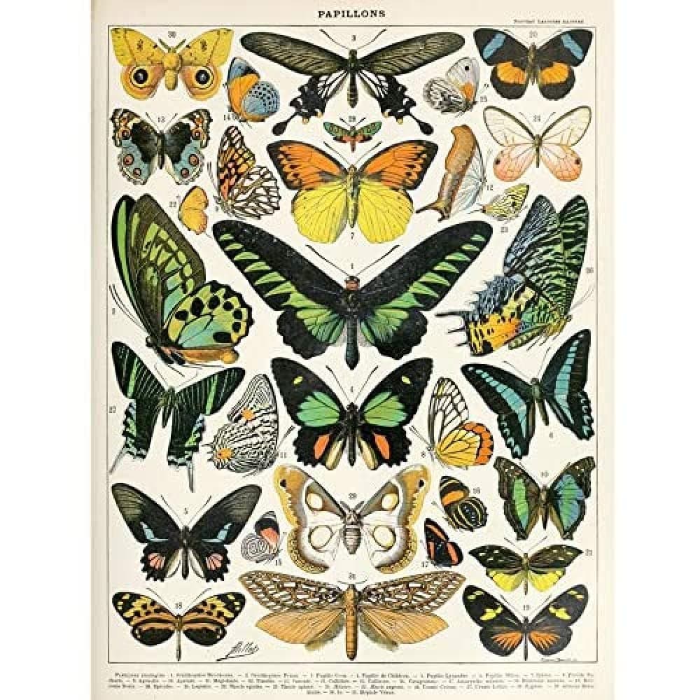 Artery8 Millot Encyclopedia Page Molluscs Shells Art Print Framed Poster Wall Decor 12x16 inch — view 66