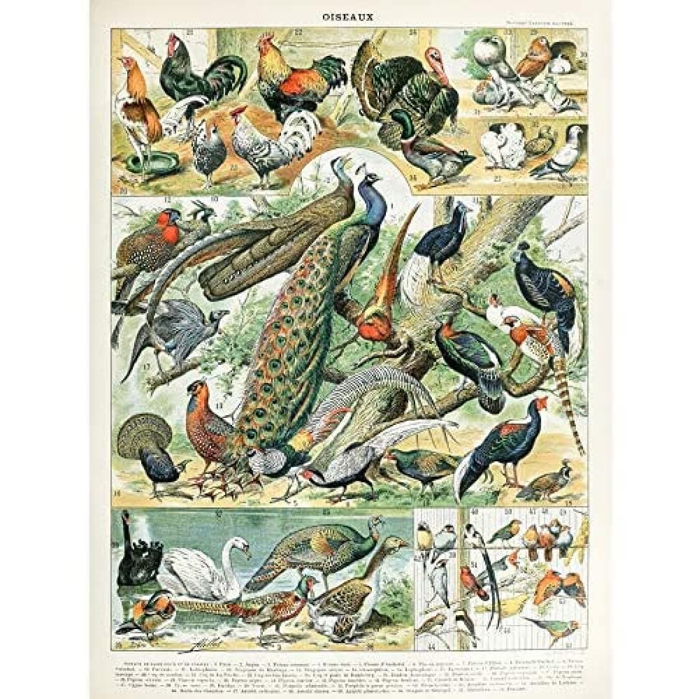 Artery8 Millot Encyclopedia Page Molluscs Shells Art Print Framed Poster Wall Decor 12x16 inch — view 139
